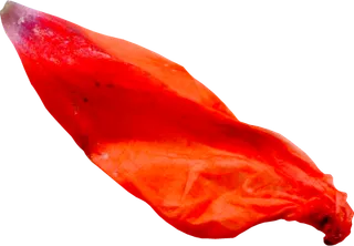 花瓣花朵免扣图片 