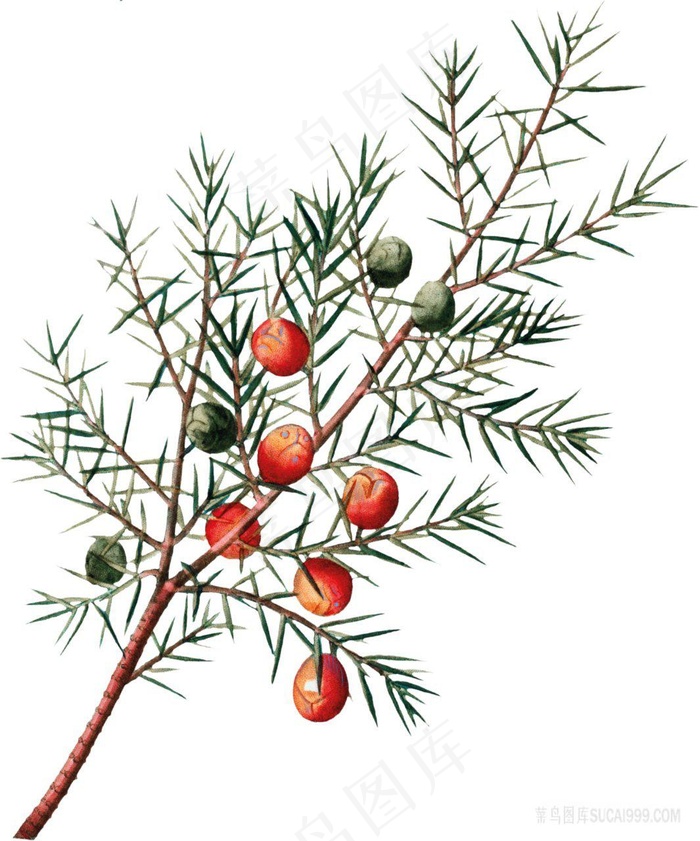 手绘植物叶子复古插图