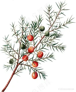 手绘植物叶子复古插图