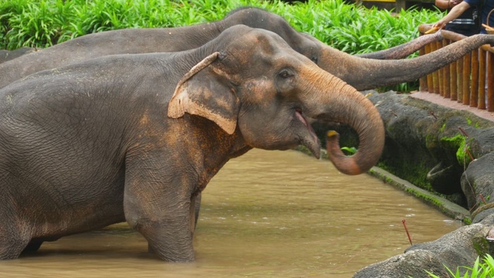 大象在动物园吃东西