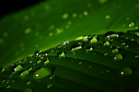 高清露珠背景图片下载