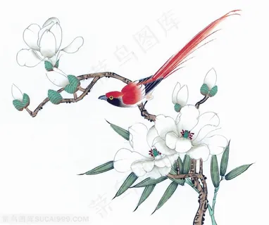 白色的花朵美丽的喜鹊中国画水墨画