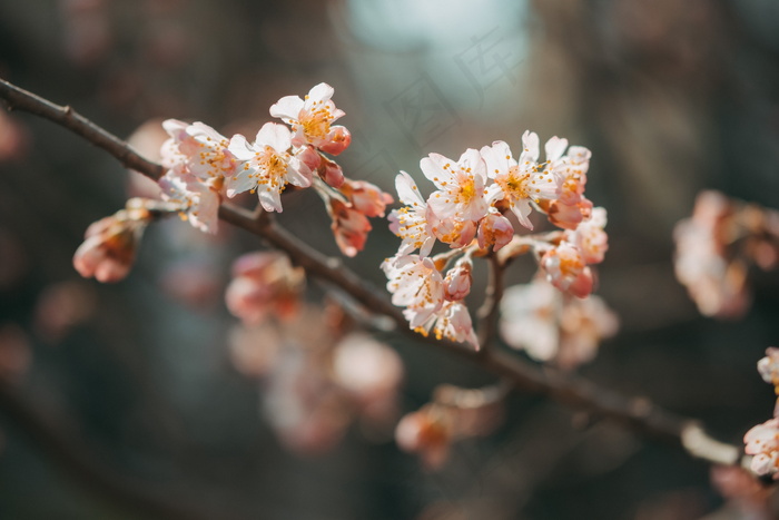 一枝梅花图片素材