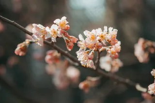 一枝梅花图片素材 一枝梅花图片素材