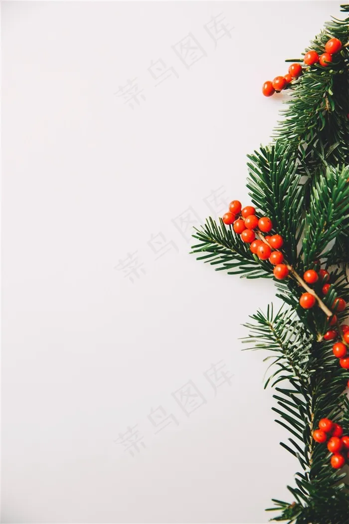 冬青树上深红的果实高清素材图片