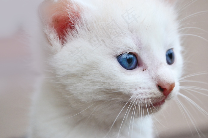 纯白色小猫咪图片
