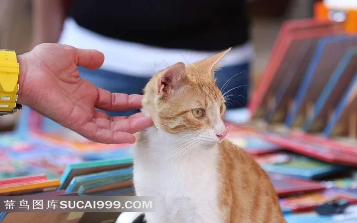 戴手表的手和黄猫