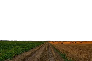 稻子田现代农业