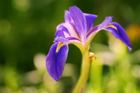 唯美鲜花图片 唯美鲜花图片