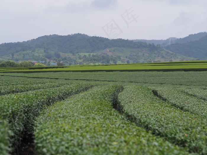 绿色茶园风光图片