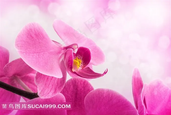 蝴蝶兰鲜花与梦幻光斑高清图片