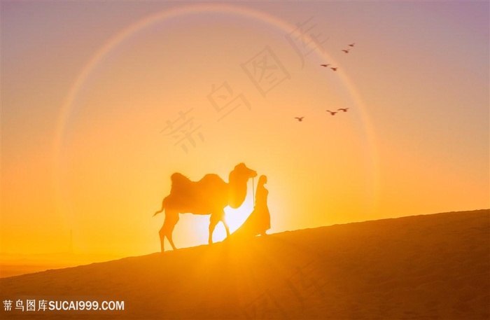 唯美剪影沙漠骆驼美女