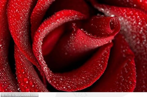 花卉特写-漂亮的红色玫瑰
