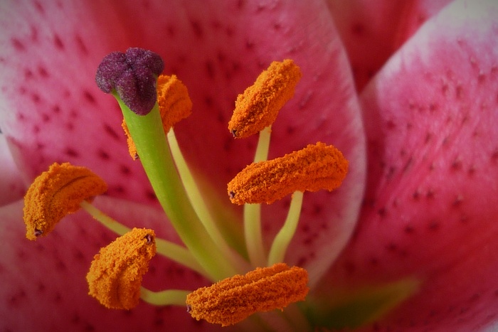 百合花蕊特写图片