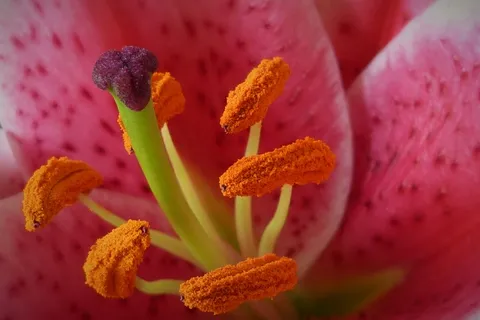 百合花蕊特写图片 百合花蕊特写图片