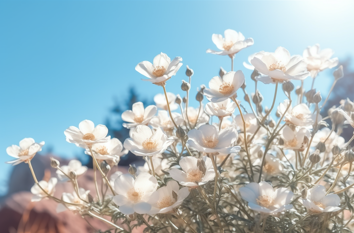 白色的花朵近景聚焦拍摄摄影图