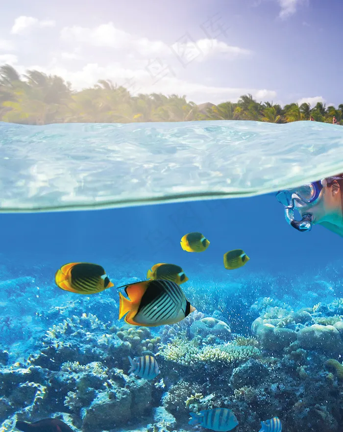 海洋海底珊瑚海水鱼