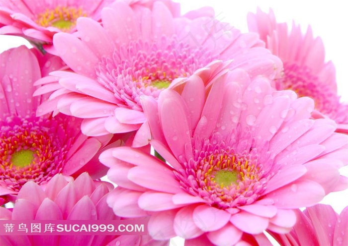 露珠红色菊花图片下载