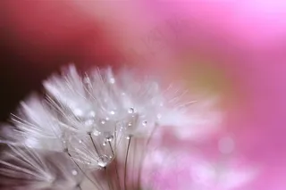 唯美梦幻蒲公英鲜花图片