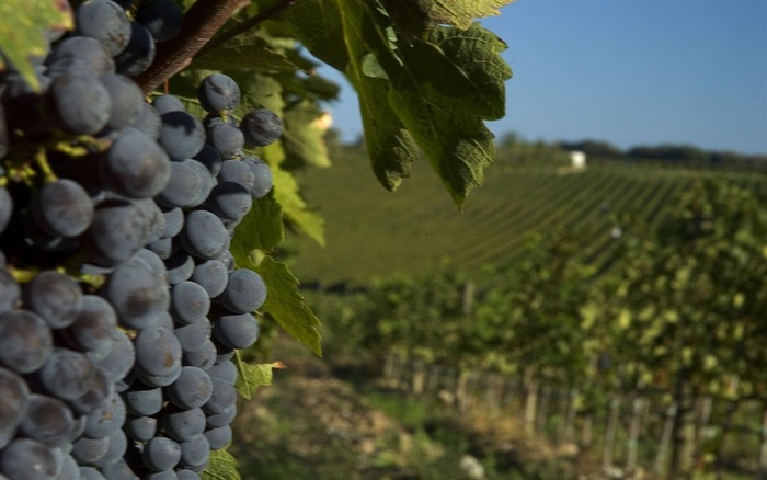 丰收托斯卡纳葡萄园