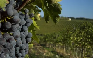 丰收托斯卡纳葡萄园