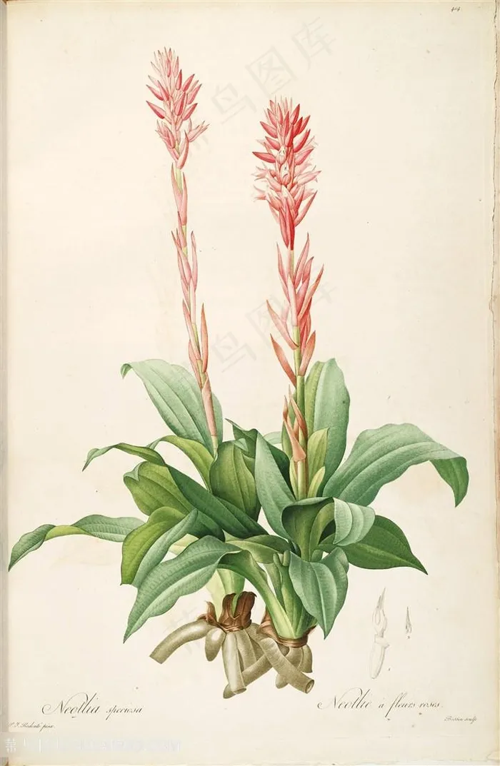 雷杜德原版高清唯美淡雅花卉花草图谱