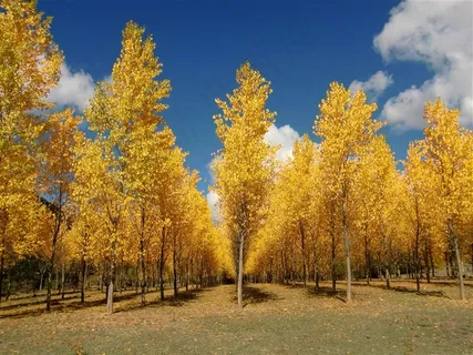 秋天的森林图片