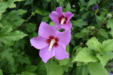 盛开木槿花朵图片 盛开木槿花朵图片