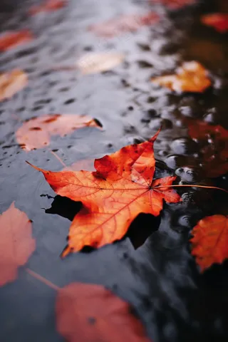秋季雨天落叶在水坑道路摄影图