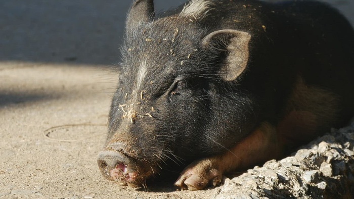一头猪在街上晒太阳