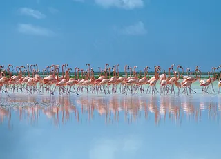 蓝天湿地火烈鸟群图片