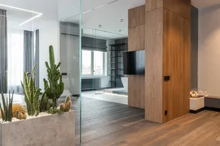 绿色仙人掌仙人球摄影素材