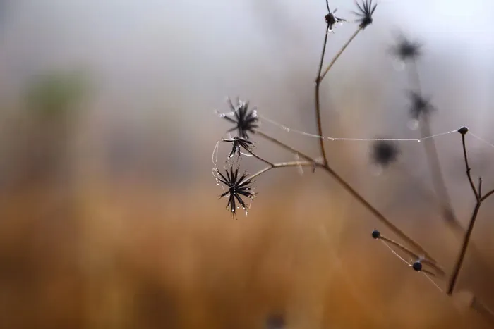 干枯的草木图 干枯的草木图
