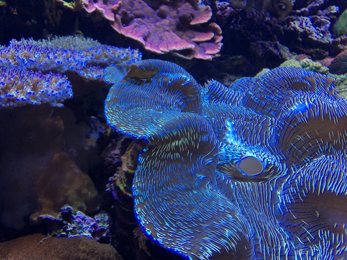 海洋珊瑚礁图片