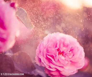 唯美花朵露珠高清图片