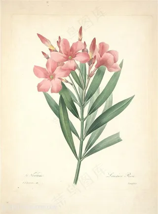 唯美水彩粉色小花雷杜德花草手绘插画图片