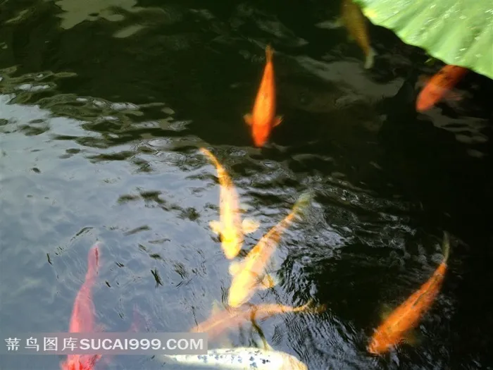 池塘水波中的锦鲤鱼