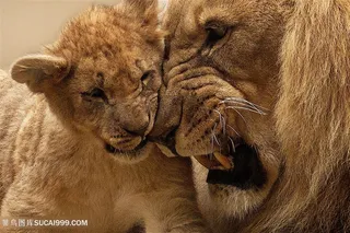狮子与幼崽图片