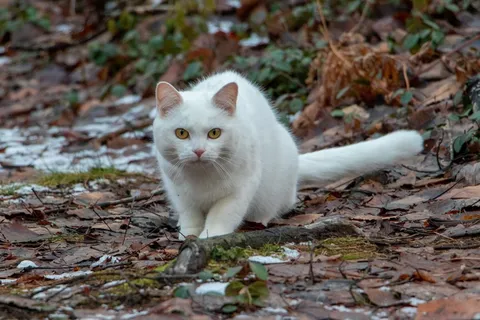 树林白色小猫图片 树林白色小猫图片