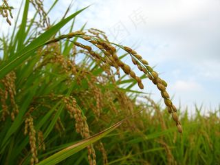 稻子图片