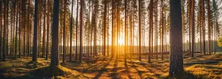 日出日落阳光穿过树林照射在森林的树上摄影图