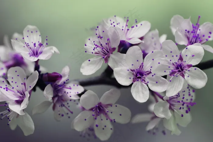 梅花开花图片