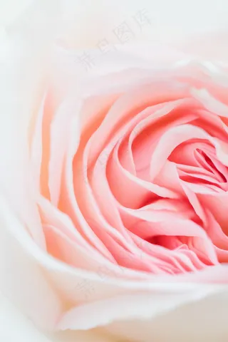 粉色唯美微距玫瑰花图片