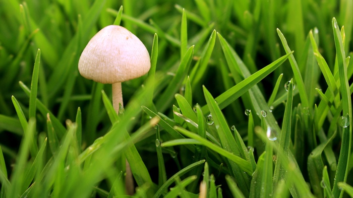绿草丛白色小蘑菇图片
