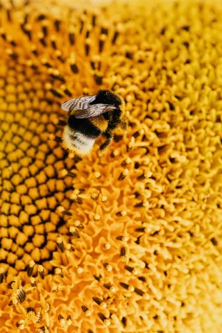 黄色向日葵摄影素材