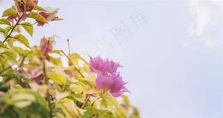 春季春天蓝天白云紫色三角梅花卉高清图片