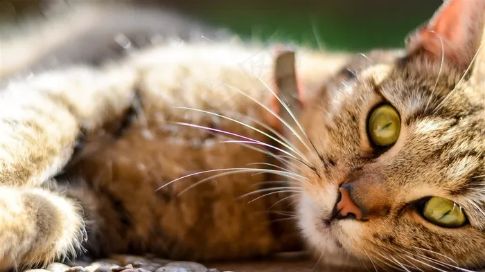 可爱的宠物猫