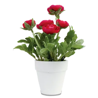 红色花盆栽 红色花盆栽