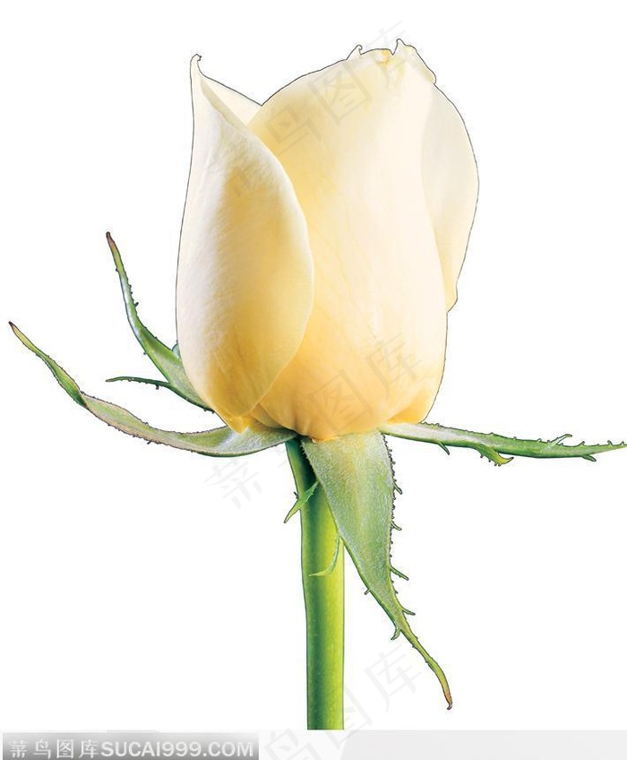 含苞欲放的米黄玫瑰