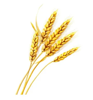 小麦麦穗金黄免抠